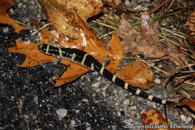 Ringed Salamander (Ambystoma annulatum)