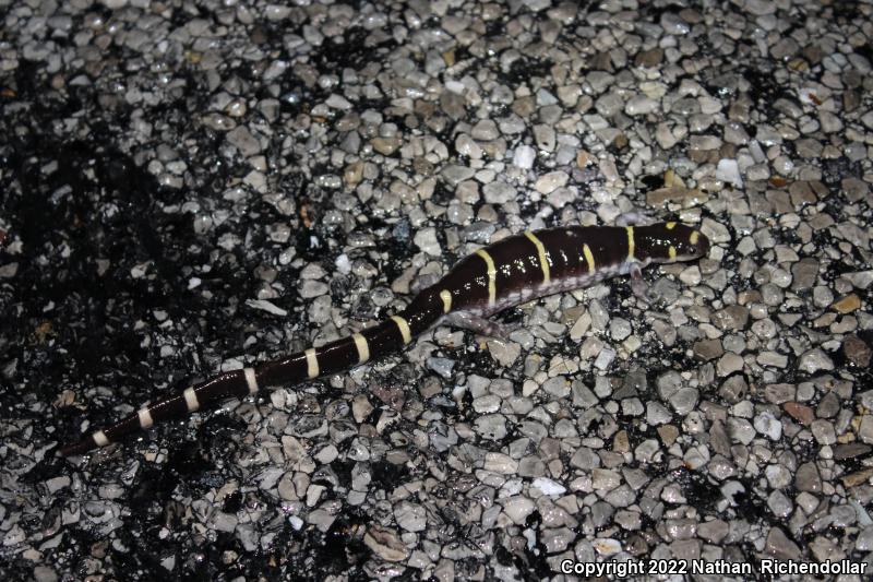 Ringed Salamander (Ambystoma annulatum)