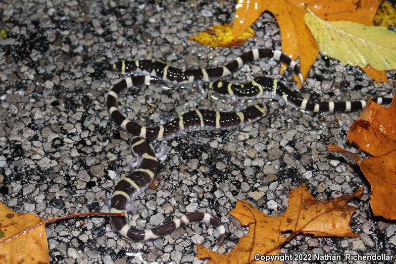 Ringed Salamander (Ambystoma annulatum)