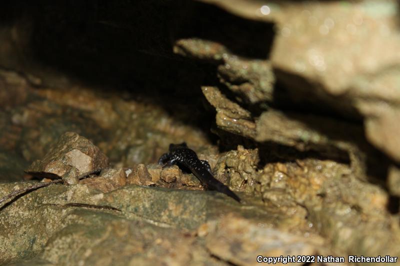 Western Slimy Salamander (Plethodon albagula)