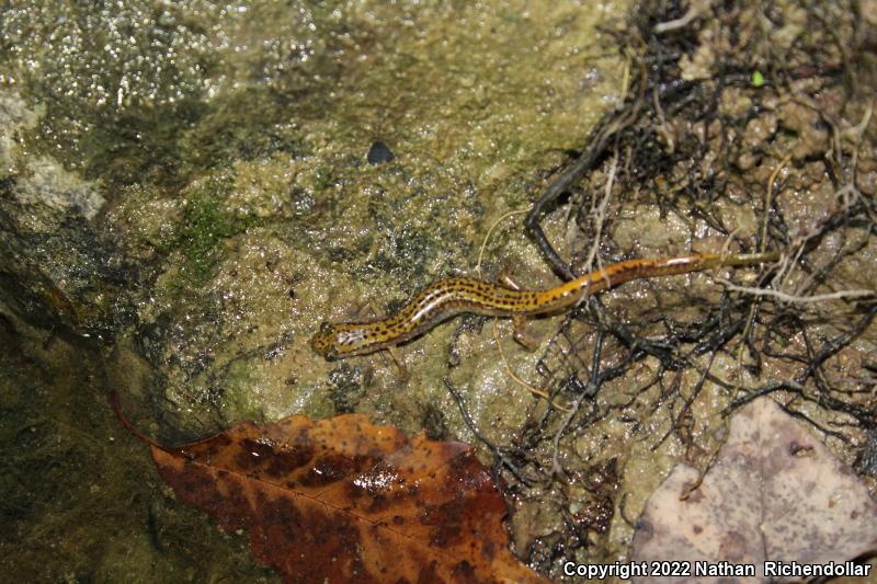 Dark-sided Salamander (Eurycea longicauda melanopleura)