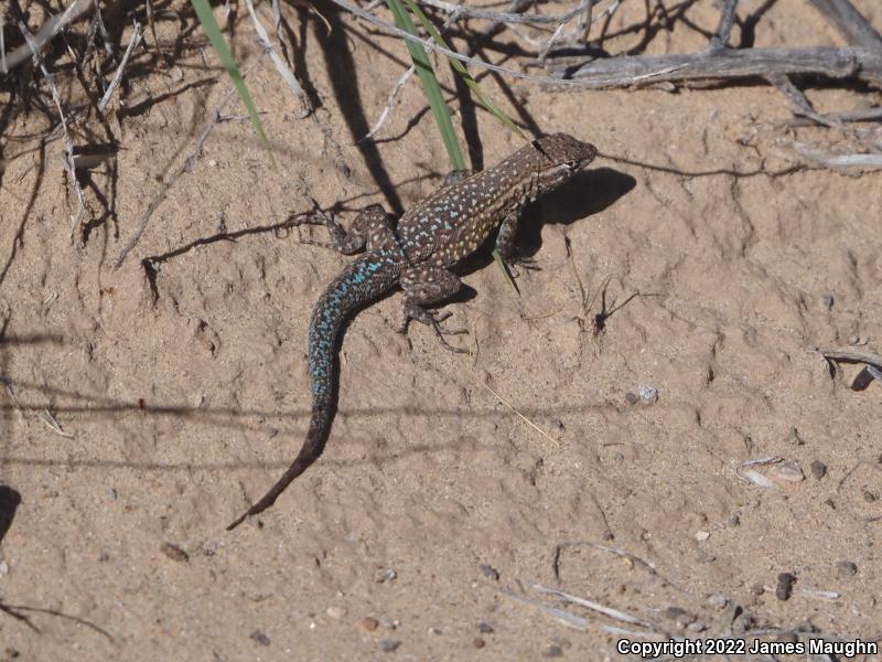 Eastern Side-blotched Lizard (Uta stansburiana stejnegeri)