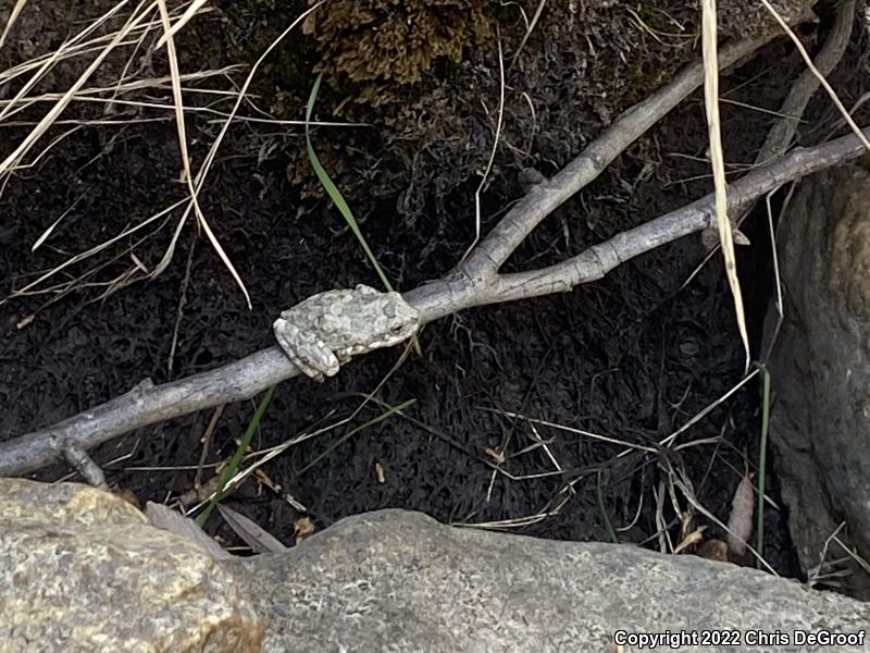 California Treefrog (Pseudacris cadaverina)