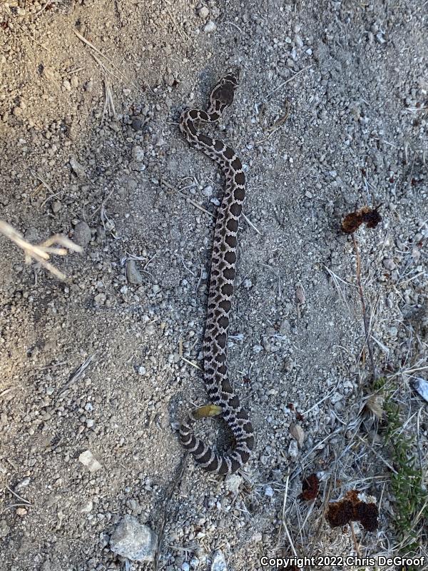 Southern Pacific Rattlesnake (Crotalus oreganus helleri)