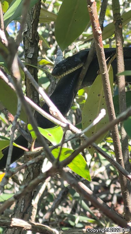 Black Ratsnake (Pantherophis obsoletus obsoletus)