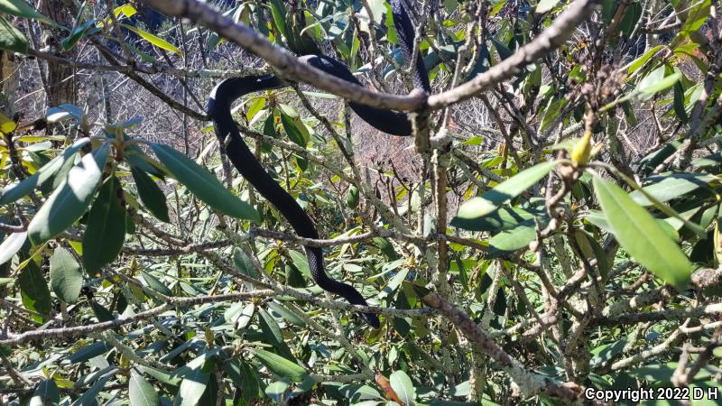 Northern  Black Racer (Coluber constrictor constrictor)