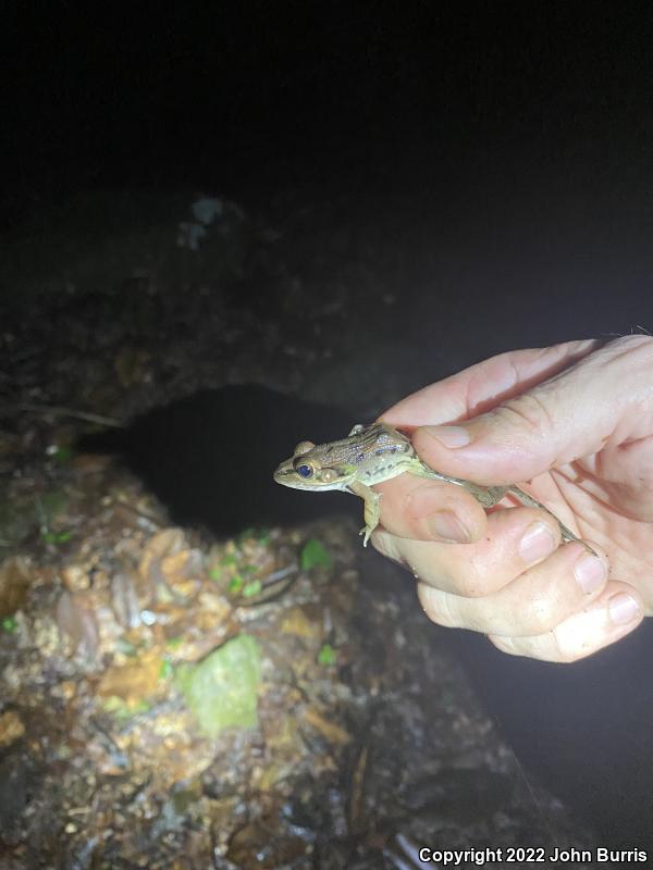 Southern Leopard Frog (Lithobates sphenocephalus utricularius)