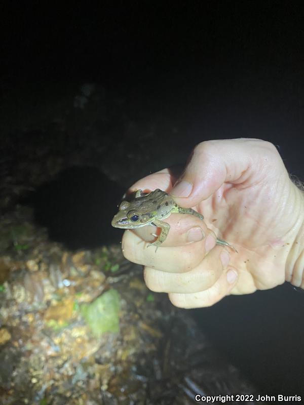 Southern Leopard Frog (Lithobates sphenocephalus utricularius)