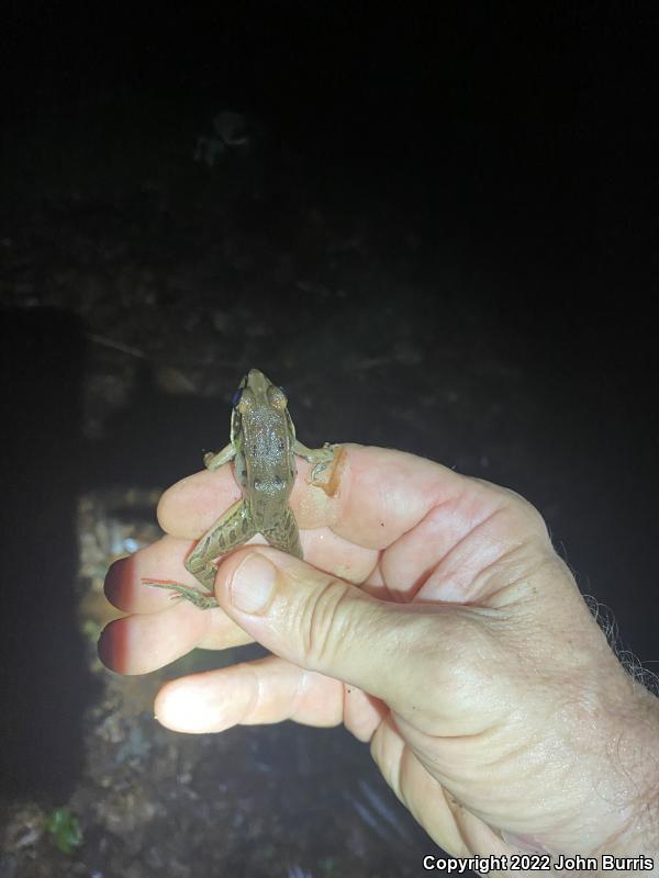 Southern Leopard Frog (Lithobates sphenocephalus utricularius)