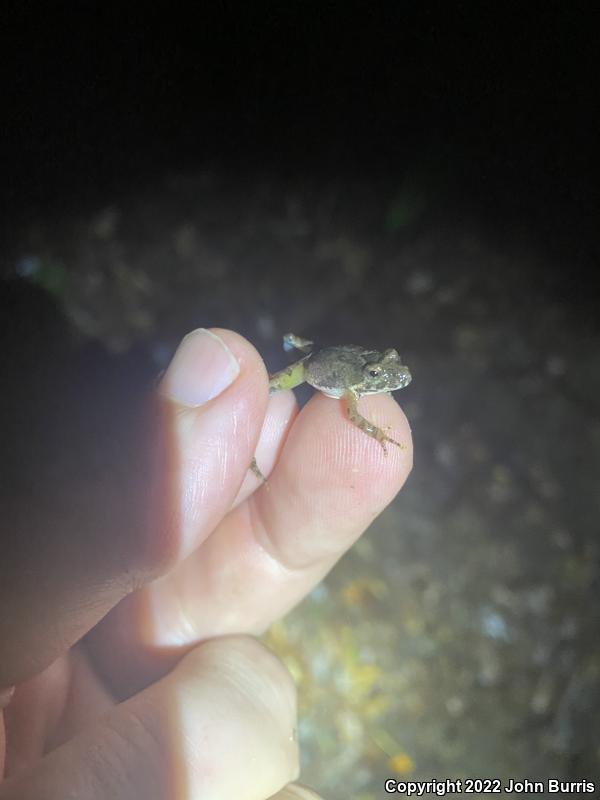 Coastal Plain Cricket Frog (Acris gryllus gryllus)