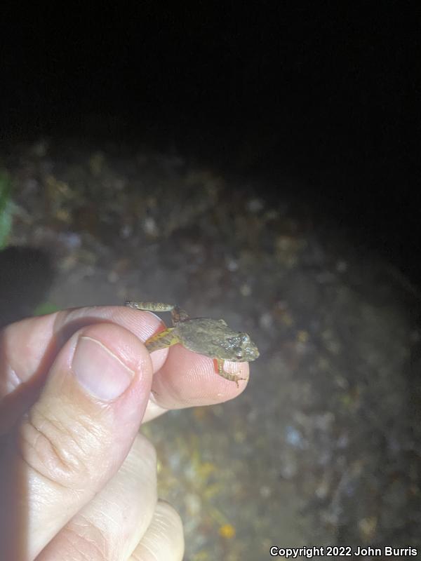 Coastal Plain Cricket Frog (Acris gryllus gryllus)