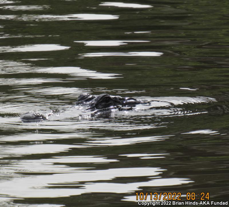 American Alligator (Alligator mississippiensis)