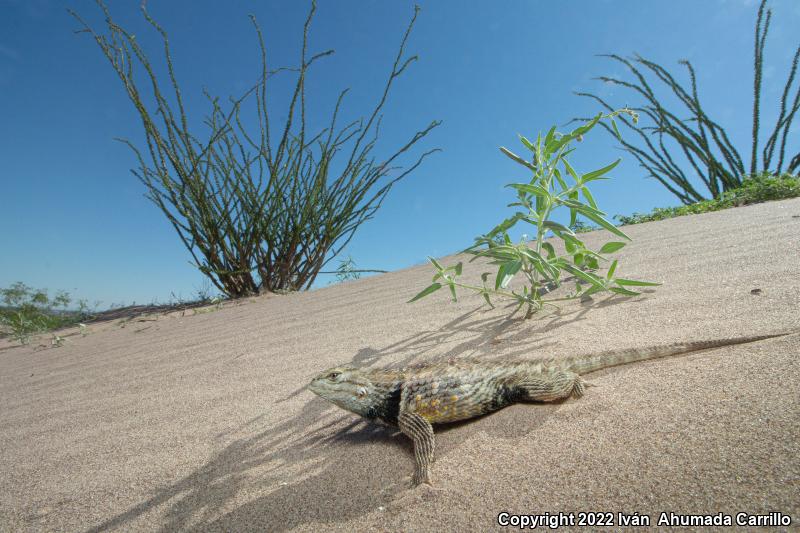 Twin-spotted Spiny Lizard (Sceloporus bimaculosus)