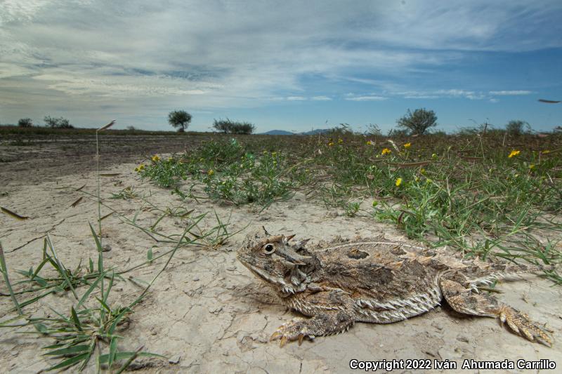 Texas Horned Lizard (Phrynosoma cornutum)