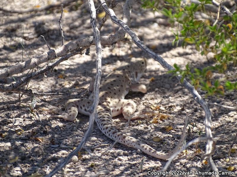 Longnose Leopard Lizard (Gambelia wislizenii)