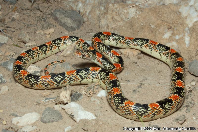 Western Long-nosed Snake (Rhinocheilus lecontei)