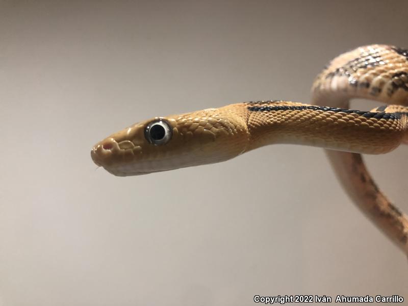 Southern Trans-Pecos Rat Snake (Bogertophis subocularis amplinotus)