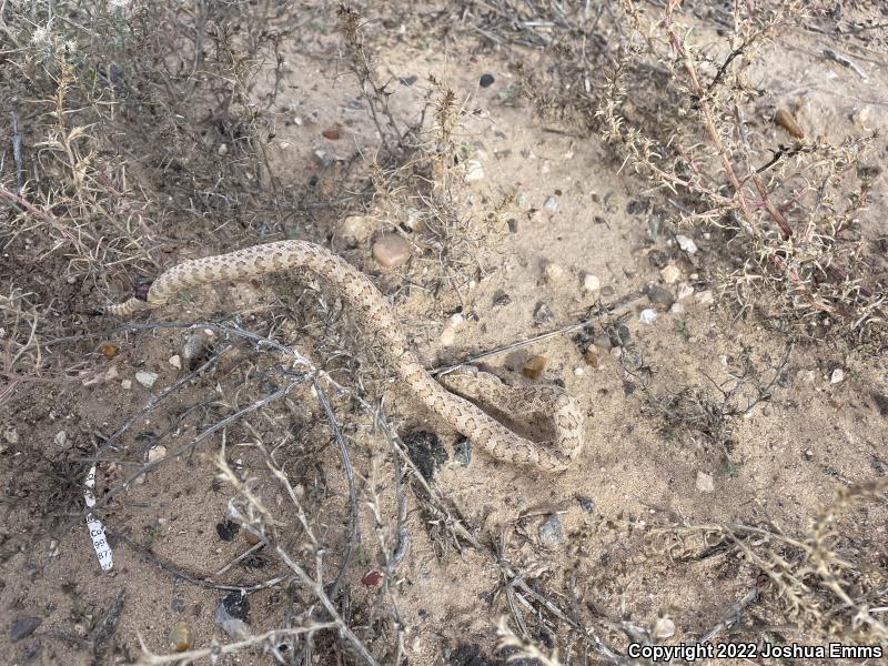 Prairie Rattlesnake (Crotalus viridis)