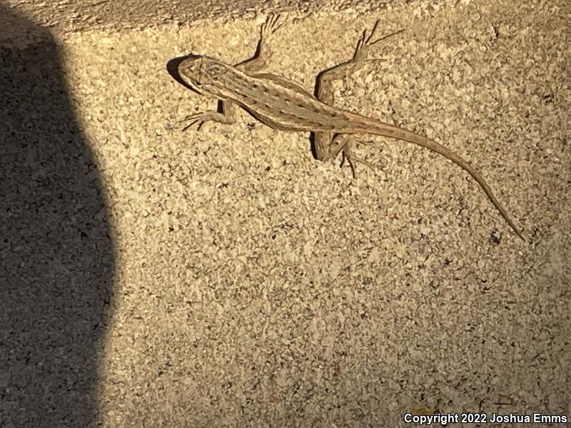 Southwestern Fence Lizard (Sceloporus cowlesi)