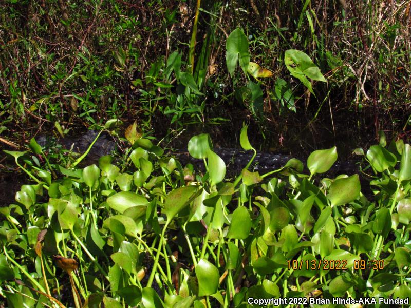 American Alligator (Alligator mississippiensis)