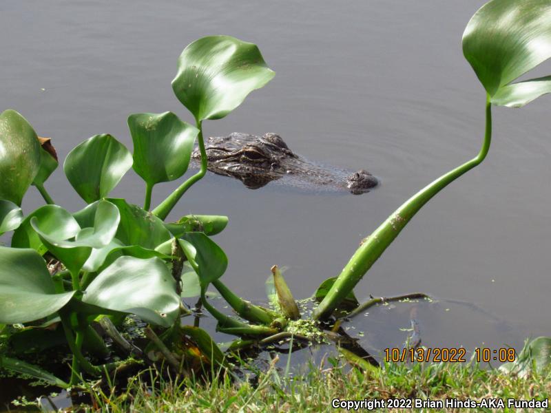 American Alligator (Alligator mississippiensis)