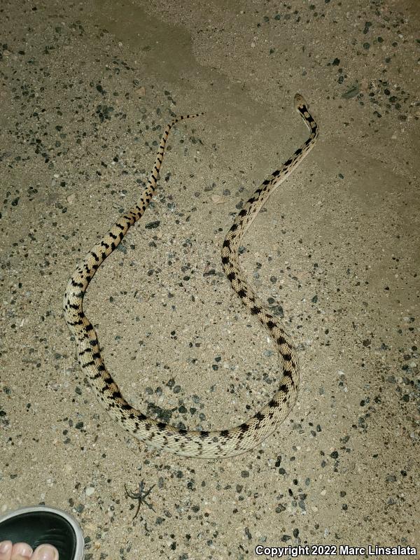 Great Basin Gopher Snake (Pituophis catenifer deserticola)