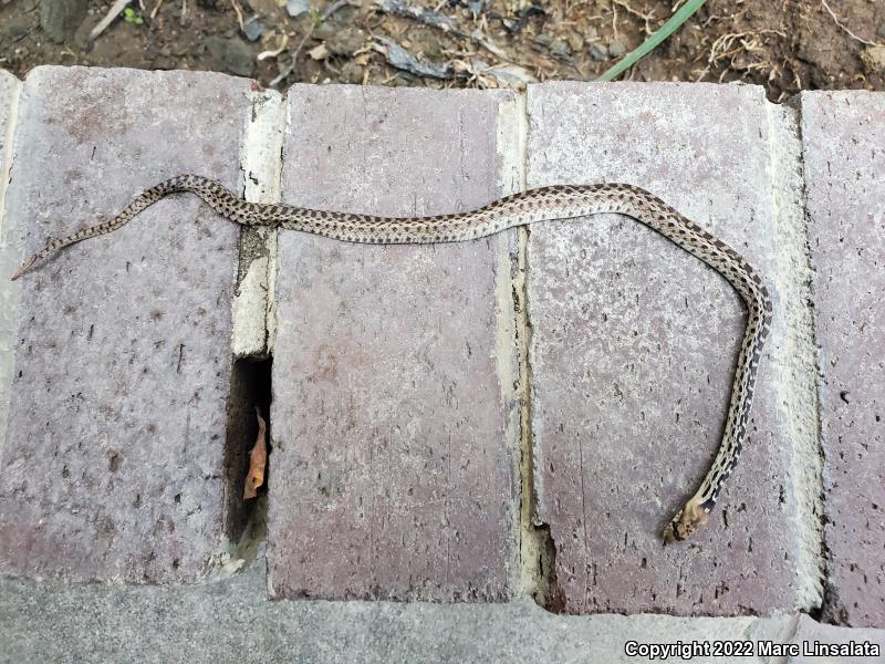 Sonoran Gopher Snake (Pituophis catenifer affinis)