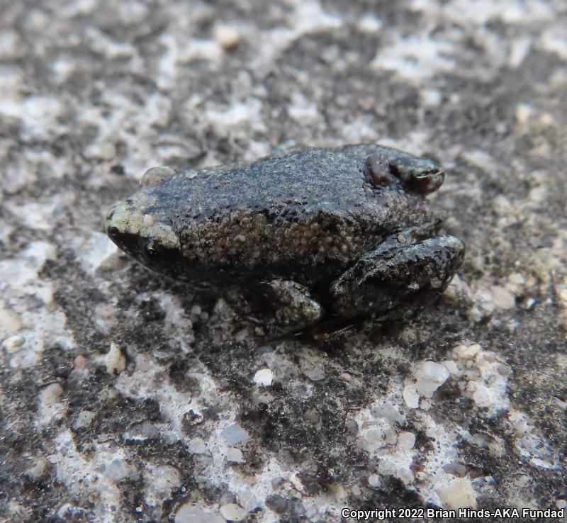 Eastern Narrow-mouthed Toad (Gastrophryne carolinensis)