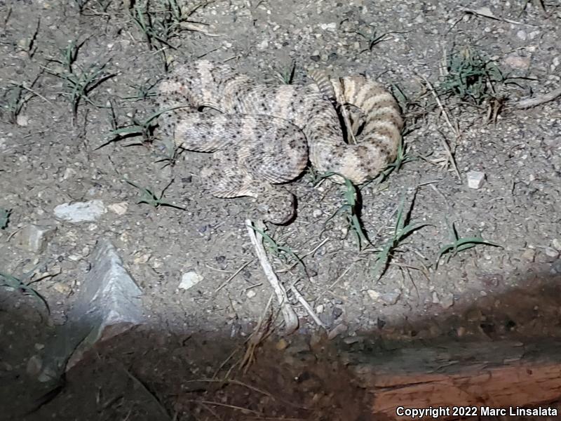 Southwestern Speckled Rattlesnake (Crotalus mitchellii pyrrhus)