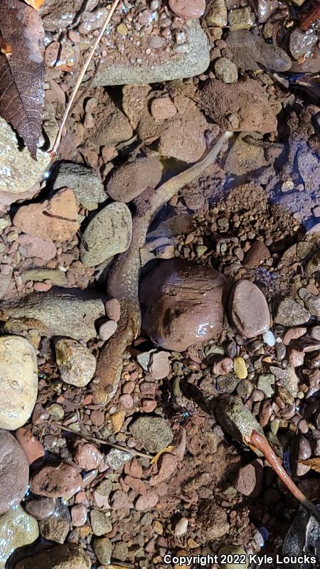 Northern Spring Salamander (Gyrinophilus porphyriticus porphyriticus)