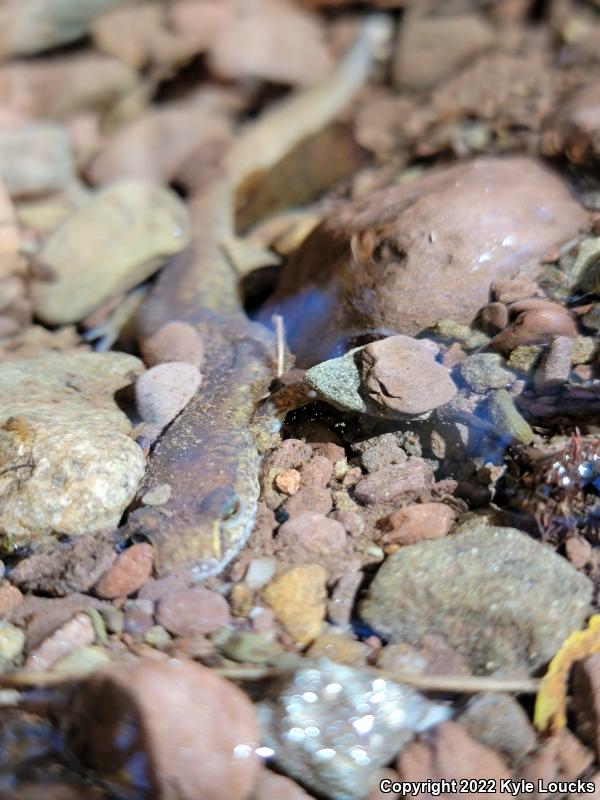 Northern Spring Salamander (Gyrinophilus porphyriticus porphyriticus)