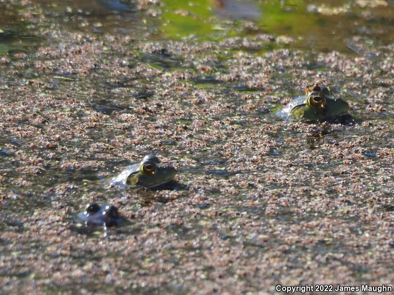 American Bullfrog (Lithobates catesbeianus)