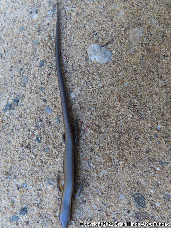 Little Brown Skink (Scincella lateralis)