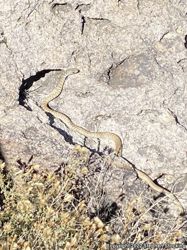 Red Racer (Coluber flagellum piceus)