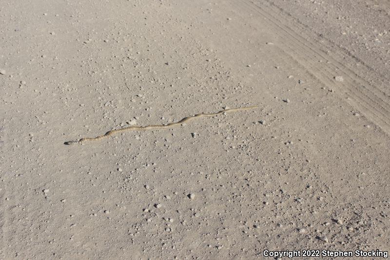 Red Racer (Coluber flagellum piceus)