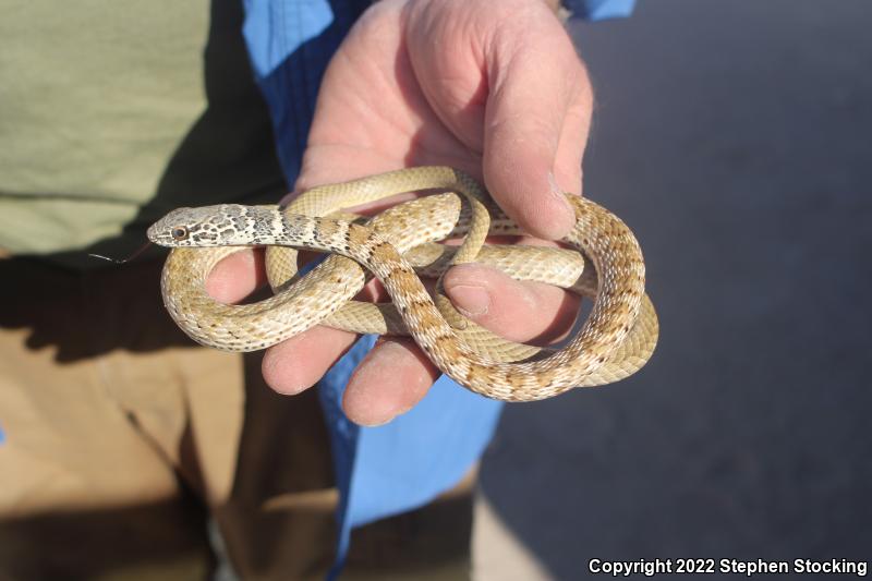 Red Racer (Coluber flagellum piceus)