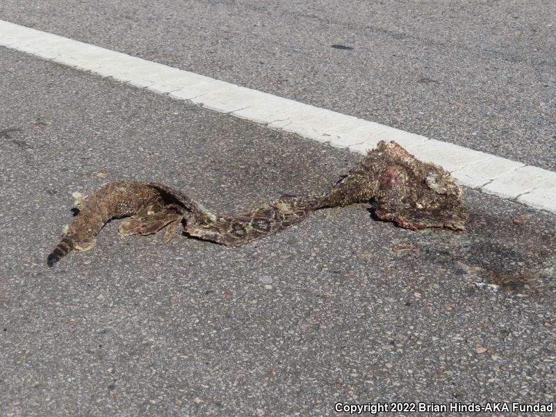 Eastern Diamond-backed Rattlesnake (Crotalus adamanteus)