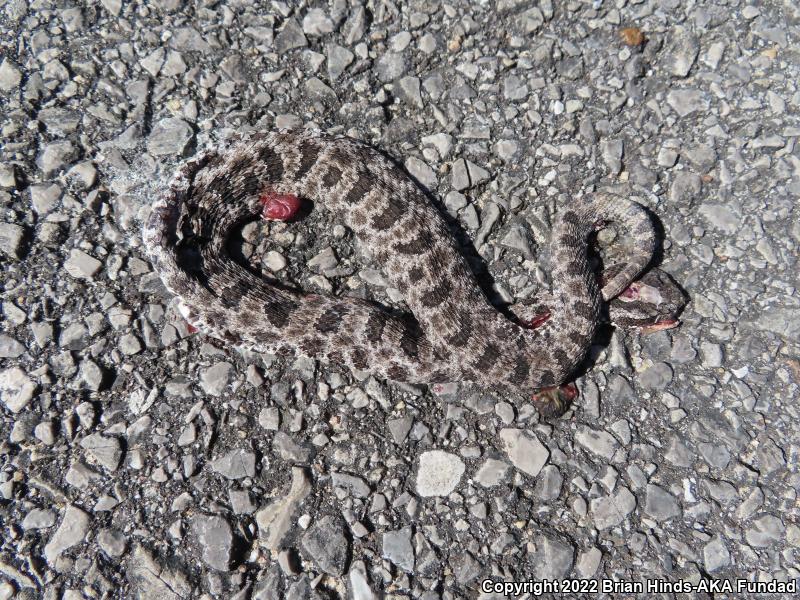 Dusky Pigmy Rattlesnake (Sistrurus miliarius barbouri)