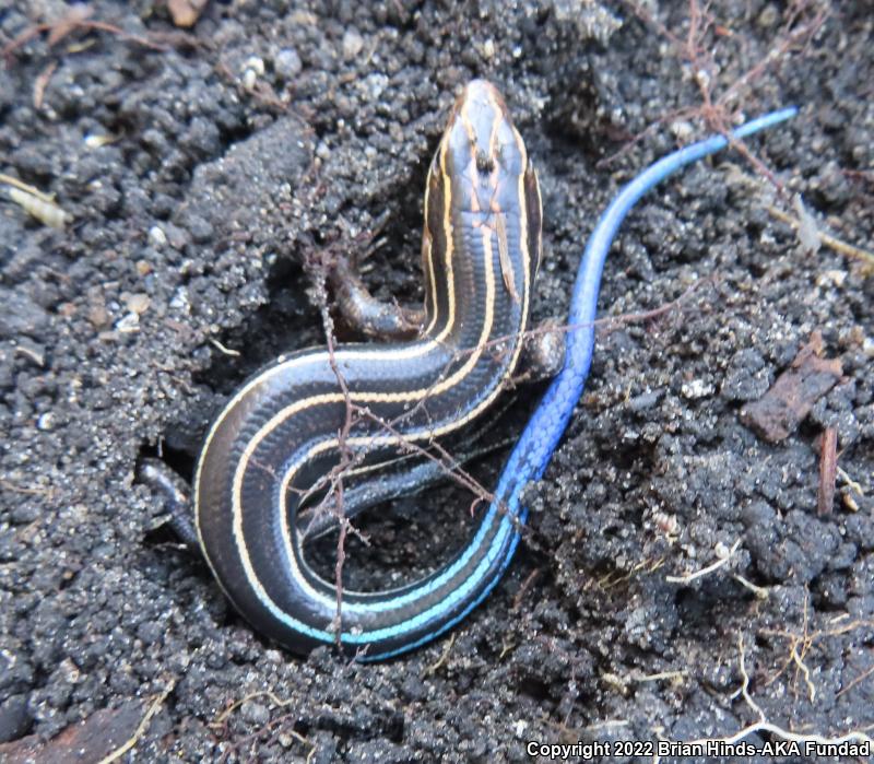 Five-lined Skink (Plestiodon fasciatus)