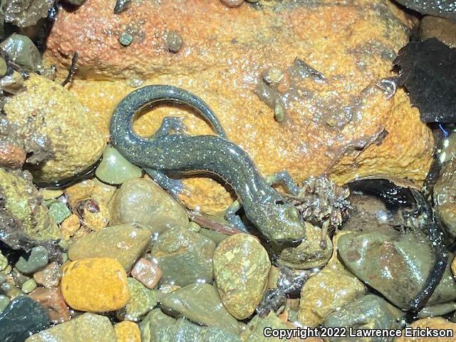 Santa Cruz Black Salamander (Aneides flavipunctatus niger)