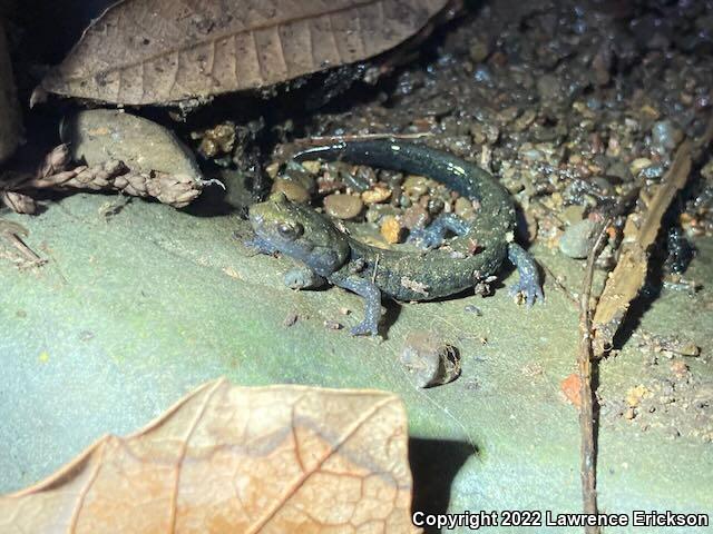 Santa Cruz Black Salamander (Aneides flavipunctatus niger)