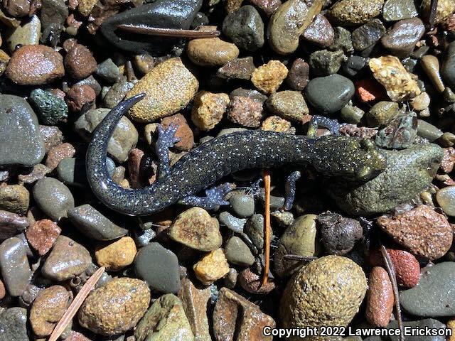 Santa Cruz Black Salamander (Aneides flavipunctatus niger)