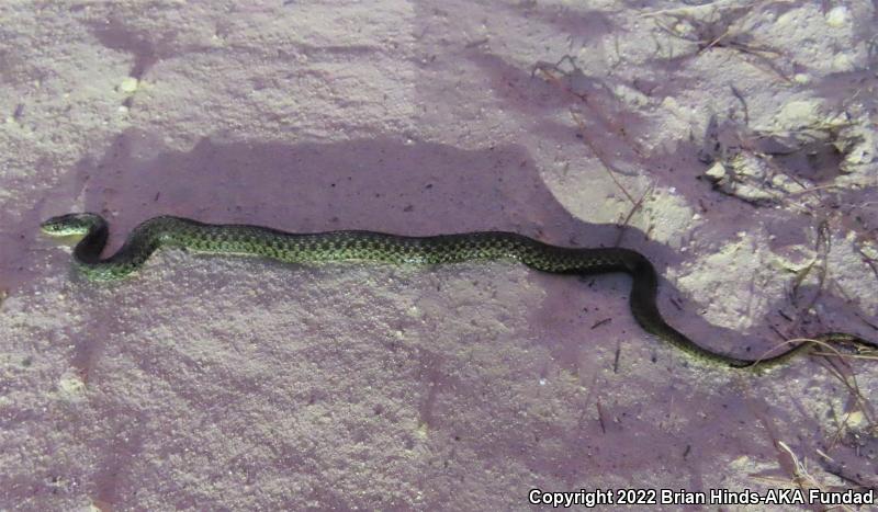 Eastern Gartersnake (Thamnophis sirtalis sirtalis)