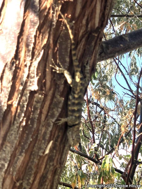 Yellow-backed Spiny Lizard (Sceloporus uniformis)