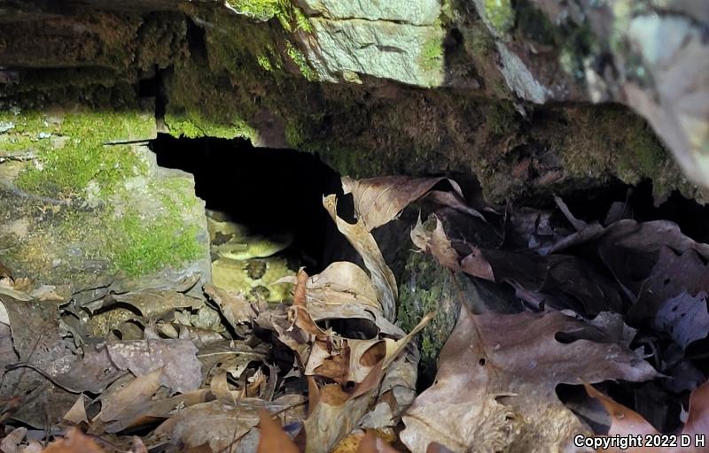 Timber Rattlesnake (Crotalus horridus)