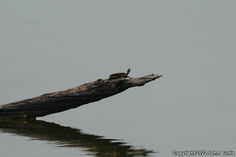 Black-knobbed Map Turtle (Graptemys nigrinoda nigrinoda)