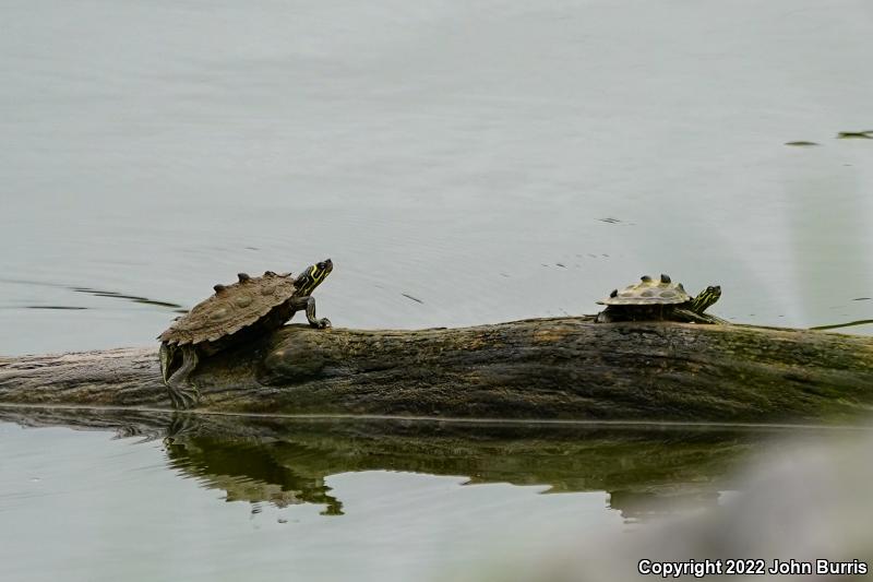 Black-knobbed Map Turtle (Graptemys nigrinoda nigrinoda)