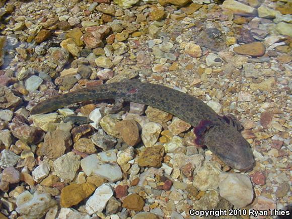 Red River Mudpuppy (Necturus maculosus louisianensis)