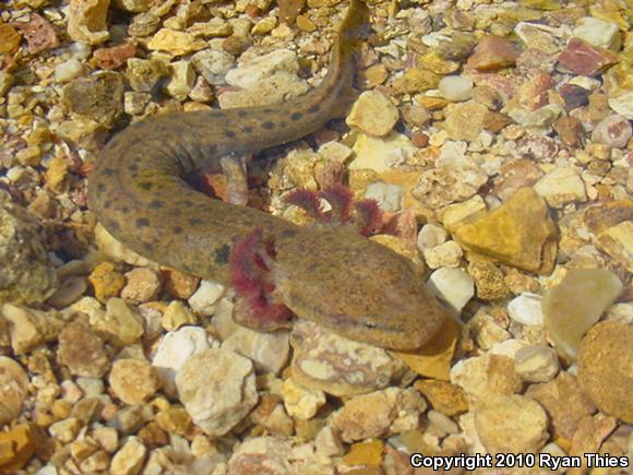 Red River Mudpuppy (Necturus maculosus louisianensis)