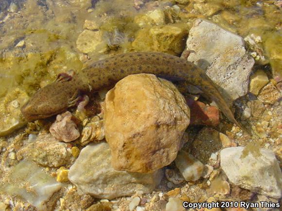 Red River Mudpuppy (Necturus maculosus louisianensis)